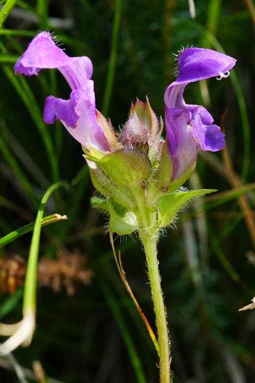 Large-flowered Selfheal reference