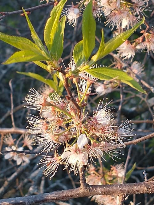 American Plum reference