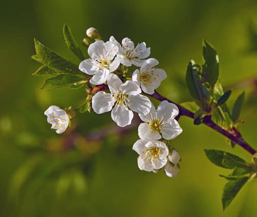 European Plum reference