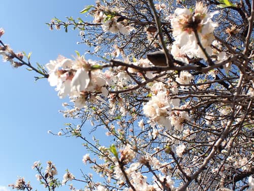 Sweet Almond reference