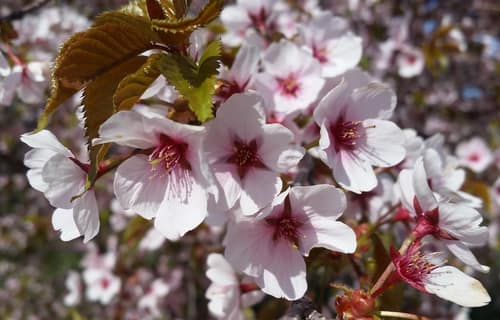 Fuji Cherry reference