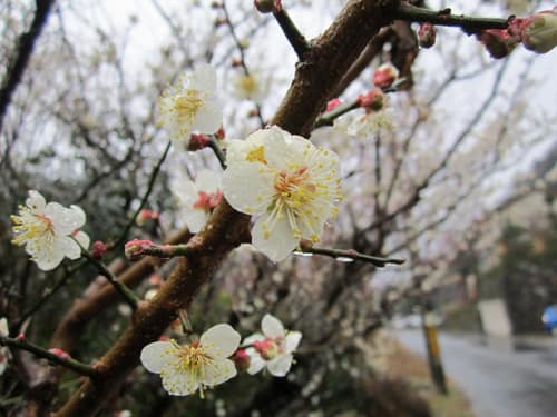 Chinese Plum reference