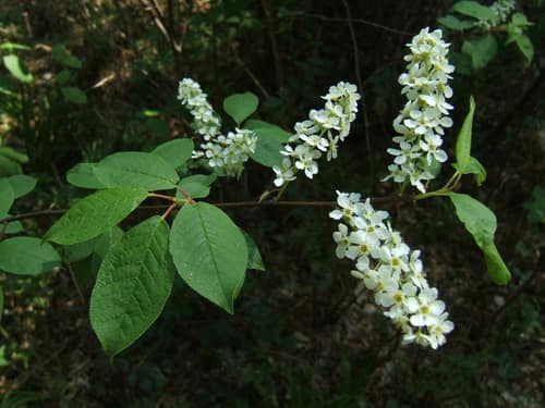 Bird Cherry reference