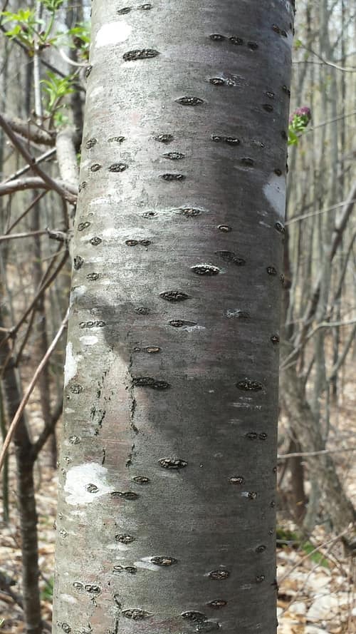 Pin Cherry reference