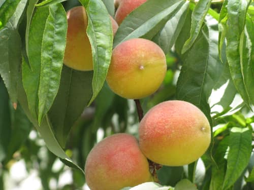Peach reference