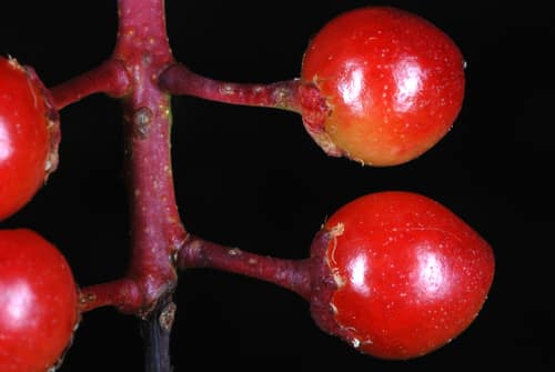 Black Cherry reference
