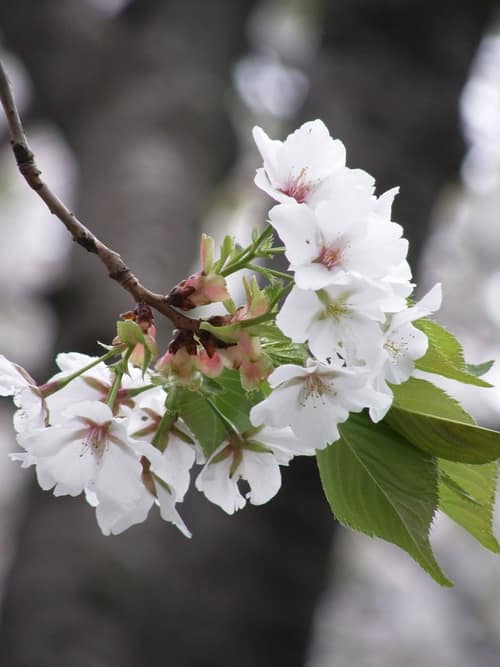 Japanese Flowering Cherry reference