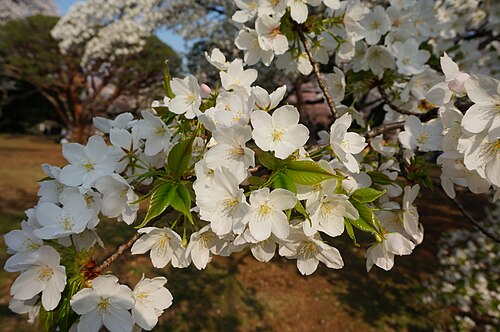 Oshima Cherry reference