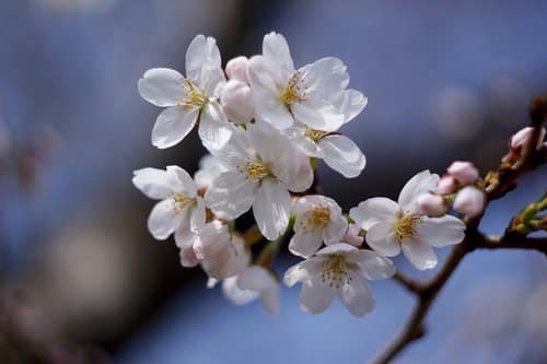 Yoshino Cherry reference