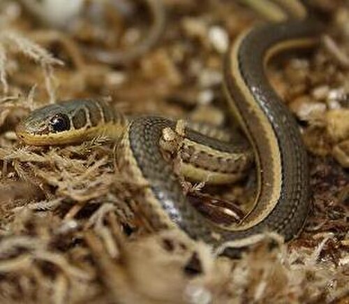 Striped Whip Snake reference