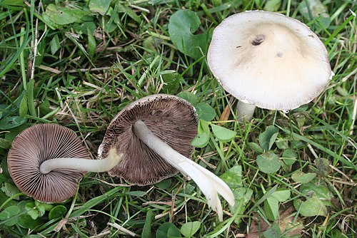Pale Brittlestem reference