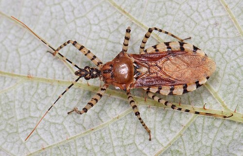 Sycamore Assassin Bug reference