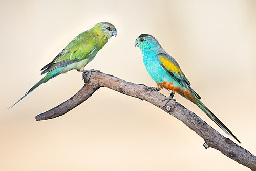Golden-shouldered Parrot reference