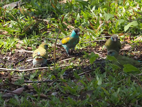 Hooded Parrot reference
