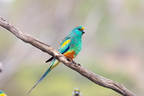 Mulga Parrot reference