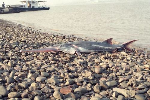 Chinese Paddlefish reference