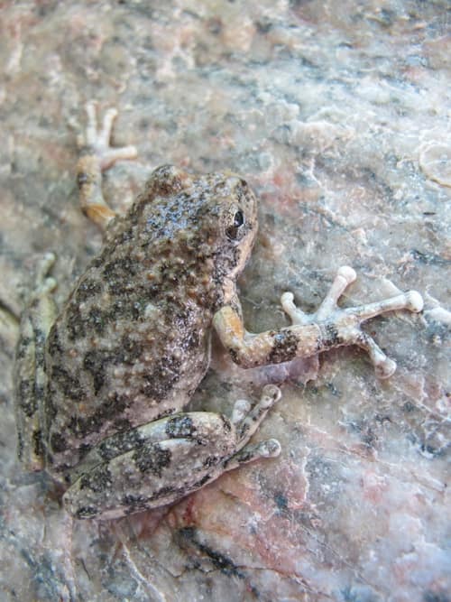 California Treefrog reference
