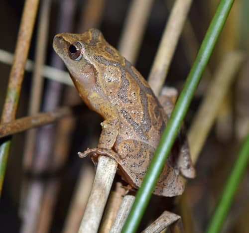 Spring Peeper reference