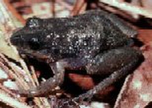 Southern Chorus Frog reference