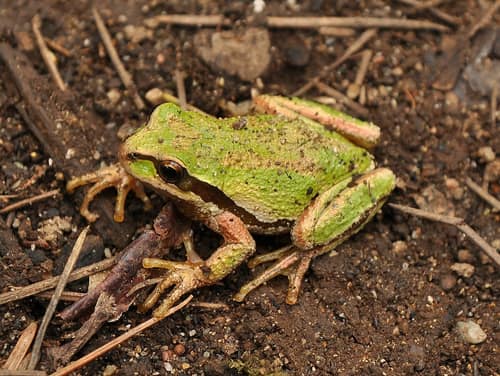 Pacific Chorus Frog reference