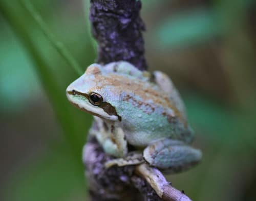 Sierran Tree Frog reference