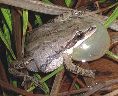Western Chorus Frog reference