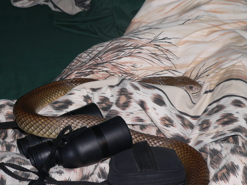 Mulga Snake reference