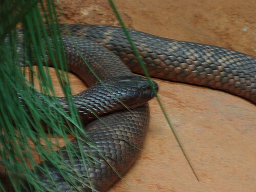 Collett's Snake reference