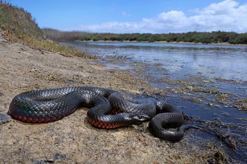 Red-bellied Black Snake reference