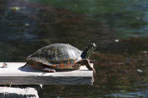 Rio Grande Cooter reference