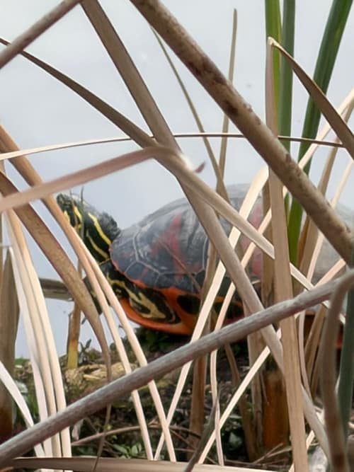 Florida Red-bellied Cooter reference