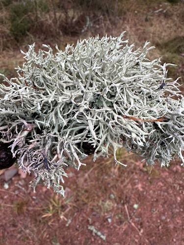 Tree Moss reference