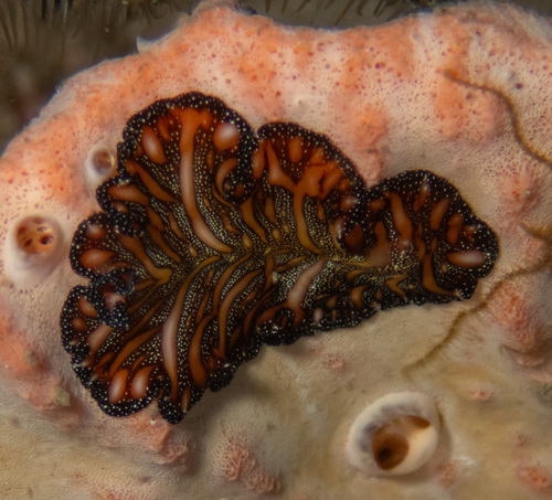 Bedford's Flatworm reference