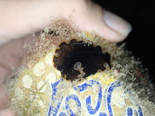 Persian Carpet Flatworm reference