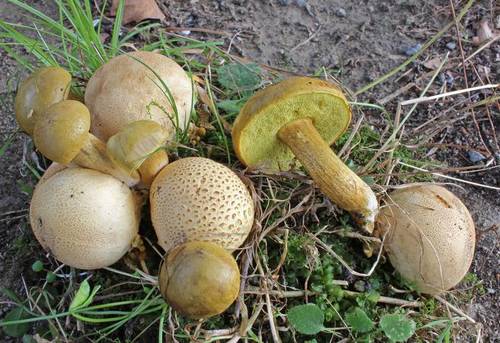 Parasitic Bolete reference