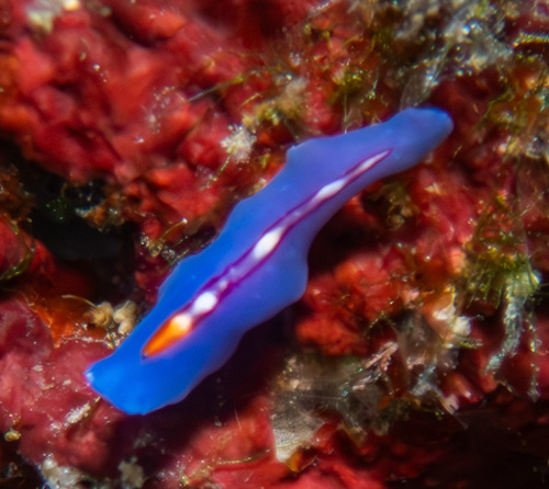 Blue-spotted Flatworm reference