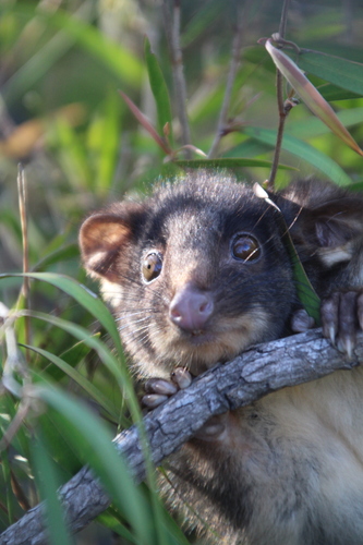 Western Ringtail Possum reference