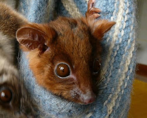 Common Ringtail Possum reference
