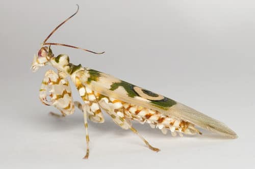 Spiny Flower Mantis reference