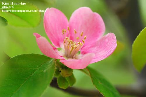 Chinese Quince reference