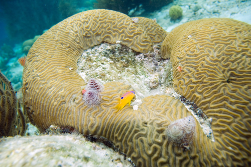 Symmetrical Brain Coral reference