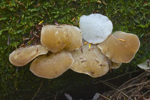 Toothed Jelly Fungus reference