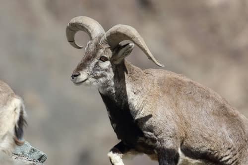 Himalayan Blue Sheep reference