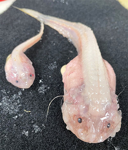 Yap Hadal Snailfish reference