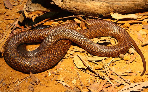 Northern Brown Snake reference