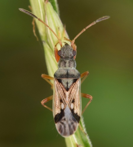 Bar-striped Seed Bug reference