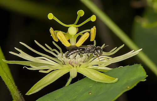Passionflower Bee reference