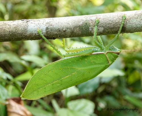Giant False Leaf Katydid reference