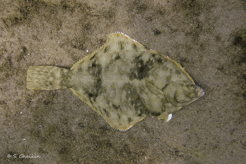 Winter Flounder reference