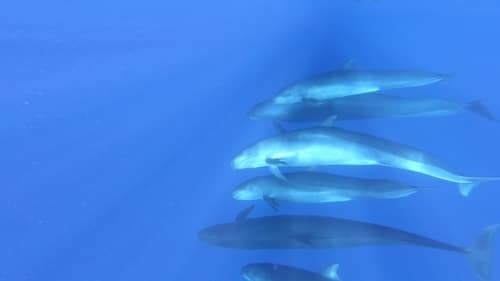 False Killer Whale reference